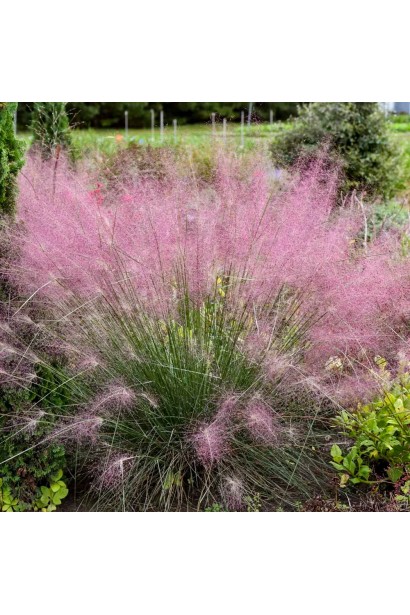 Муленбергія волосовидная `Рубі`